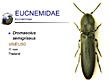 Dromaleolus semigriseus